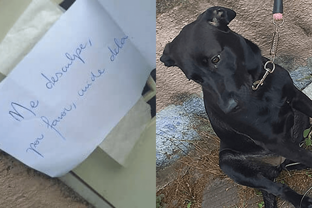 "Lo siento, por favor cuídala": Abandonan a perrita en la calle