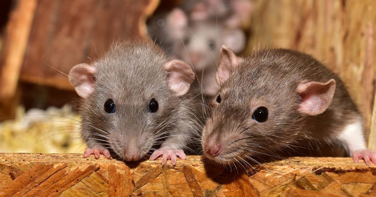 Detectan primer caso de "Hantavirus" en California