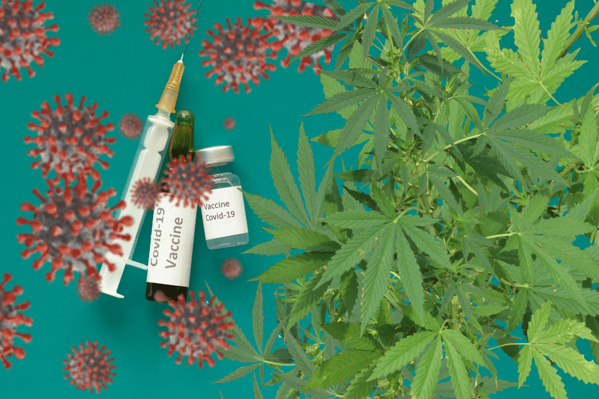 Ácidos en cannabis pueden evitar infecciones por COVID, revela universidad de EE.UU