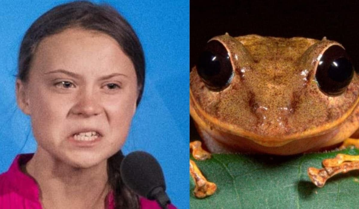 Descubren nueva especie de rana; la llaman 'Greta Thunberg'