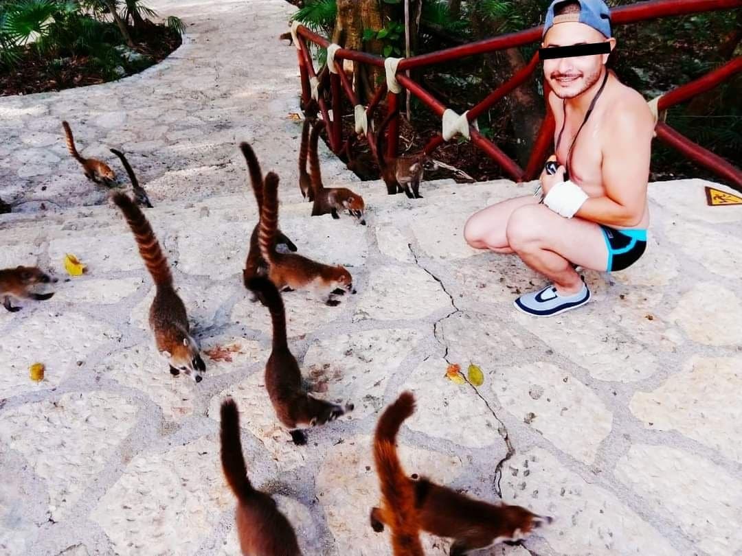 Coatíes de XCARET están enfermando por comida chatarra de turistas