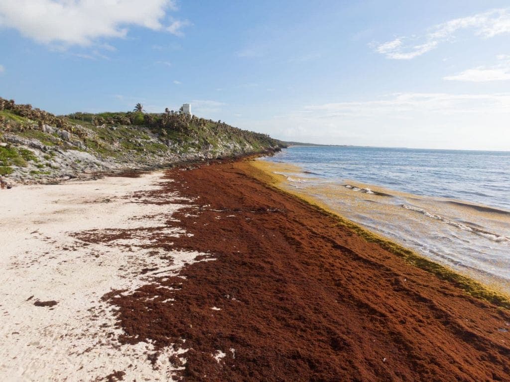 Empieza el sargazo a invadir a las playas del Caribe Mexicano