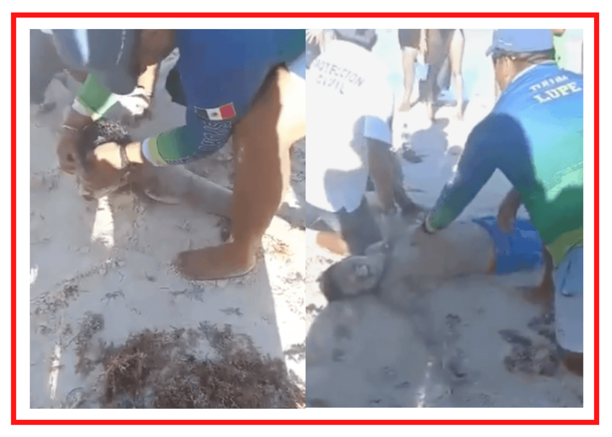 VIDEO: Guardavidas de Tulum fracturan esternón de bañista ahogado, podrían ser acusados por homicidio culposo