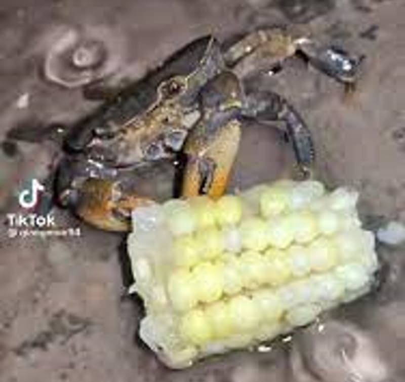 Cangrejo come elote mientras lo cocinan en rico caldo