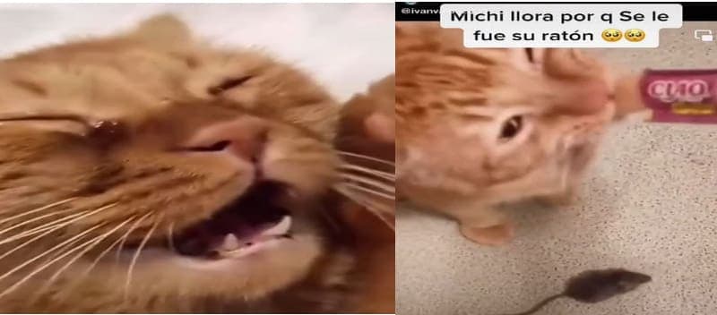 Vídeo viral de gato que llora porque se le escapó su ratón