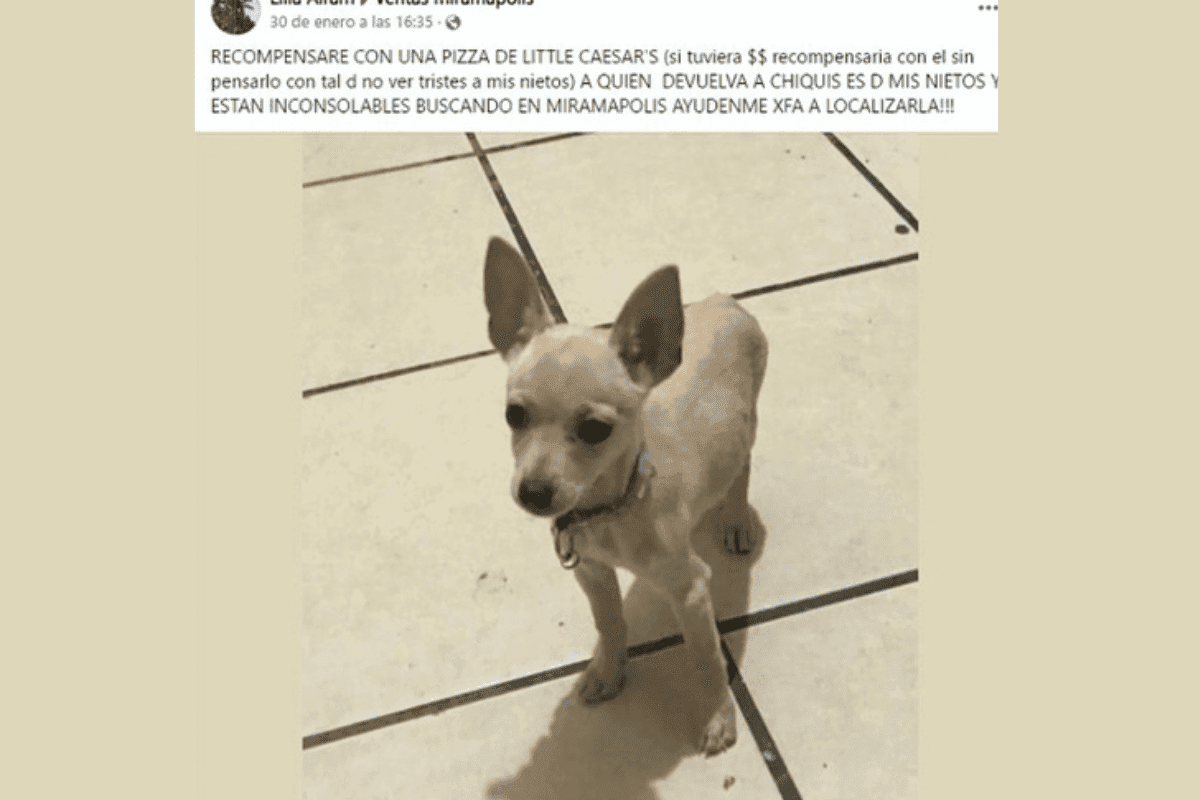 Abuelita ofrece una pizza de Little Caesar’s como recompensa para encontrar a perrito