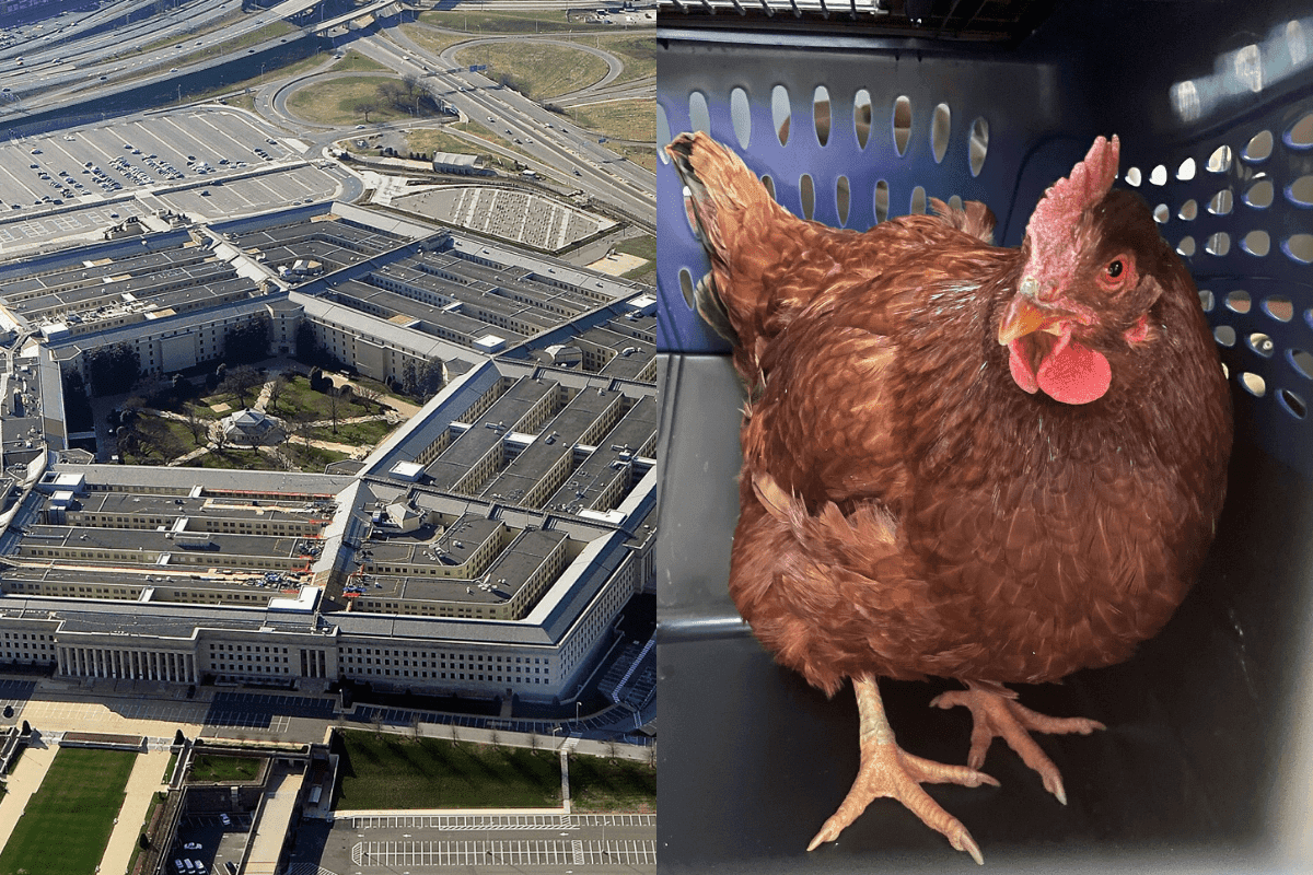 ¿Espía? Gallina intenta infiltrarse al Pentágono y la detienen