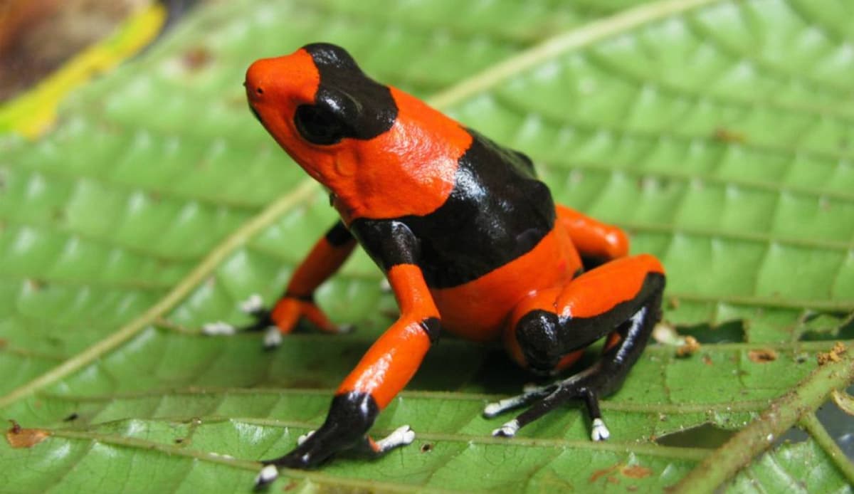 Mujer fallece tras ingerir veneno de rana en "retiro espiritual" con chamanes