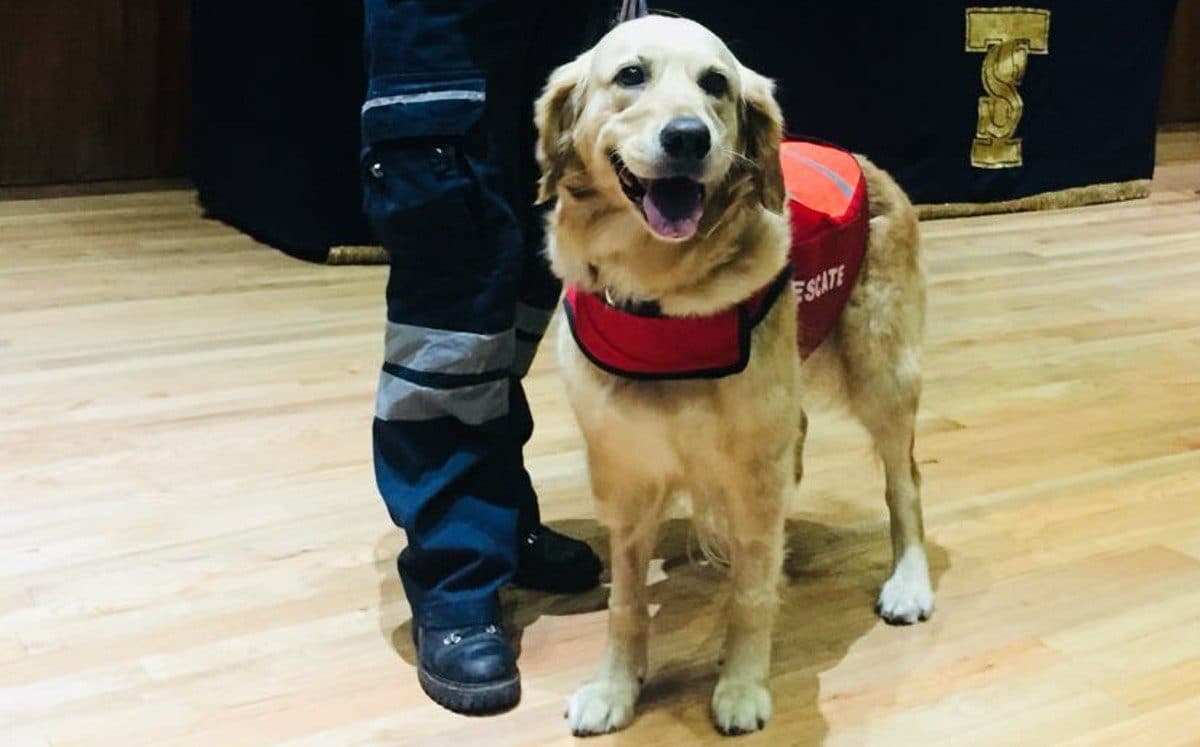 Falleció "Nalah", perrita rescatista del 19-S