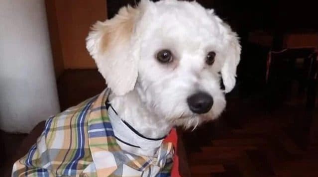 ‘Luno’, el perrito separado de su dueña y retenido en un aeropuerto de Madrid