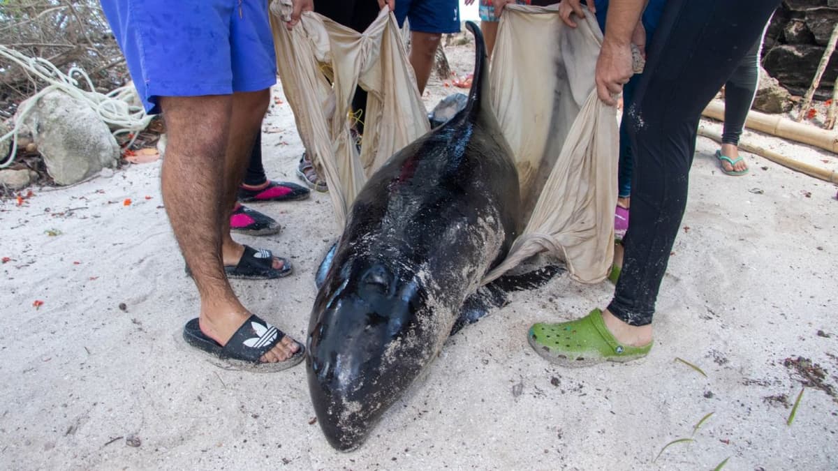 Mueren tres orcas pigmeas que recalaron en la costa de Yucatán