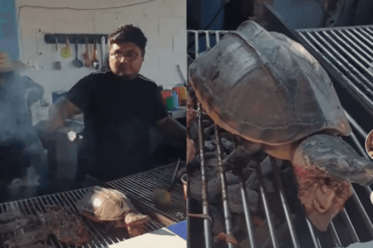Video: Cocinan tortugas vivas en Tabasco y causan indignación en redes
