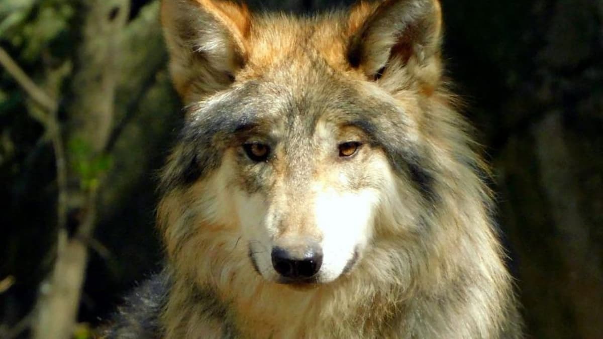 Fallecen dos lobos mexicanos del Zoológico de Chapultepec