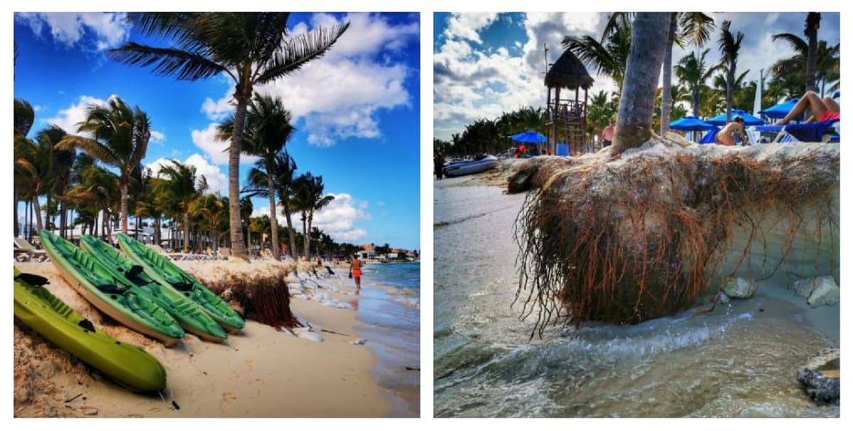 La otra devastación: erosión amenaza a palmeras en Playa del Carmen