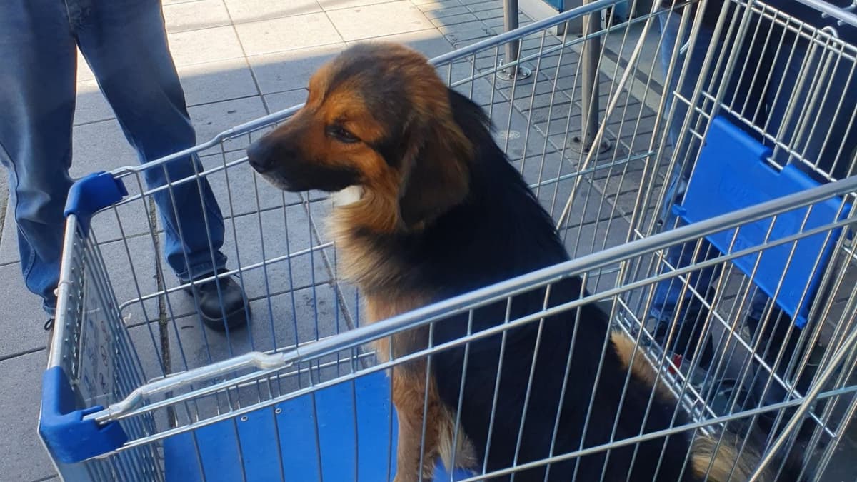 Abandonan a perrito en carro de supermercado, se quedó esperando a que volvieran por él