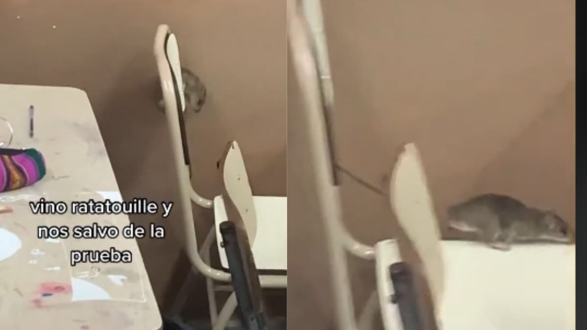 Video: Ratón se infiltra en salón de clase y "salva" a los alumnos del examen