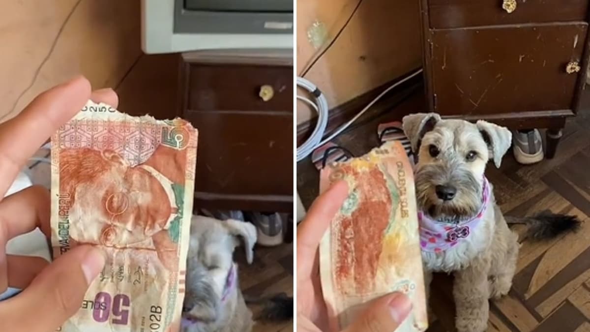VIDEO: Joven va al baño y, cuando vuelve, su perro se comió parte de su dinero