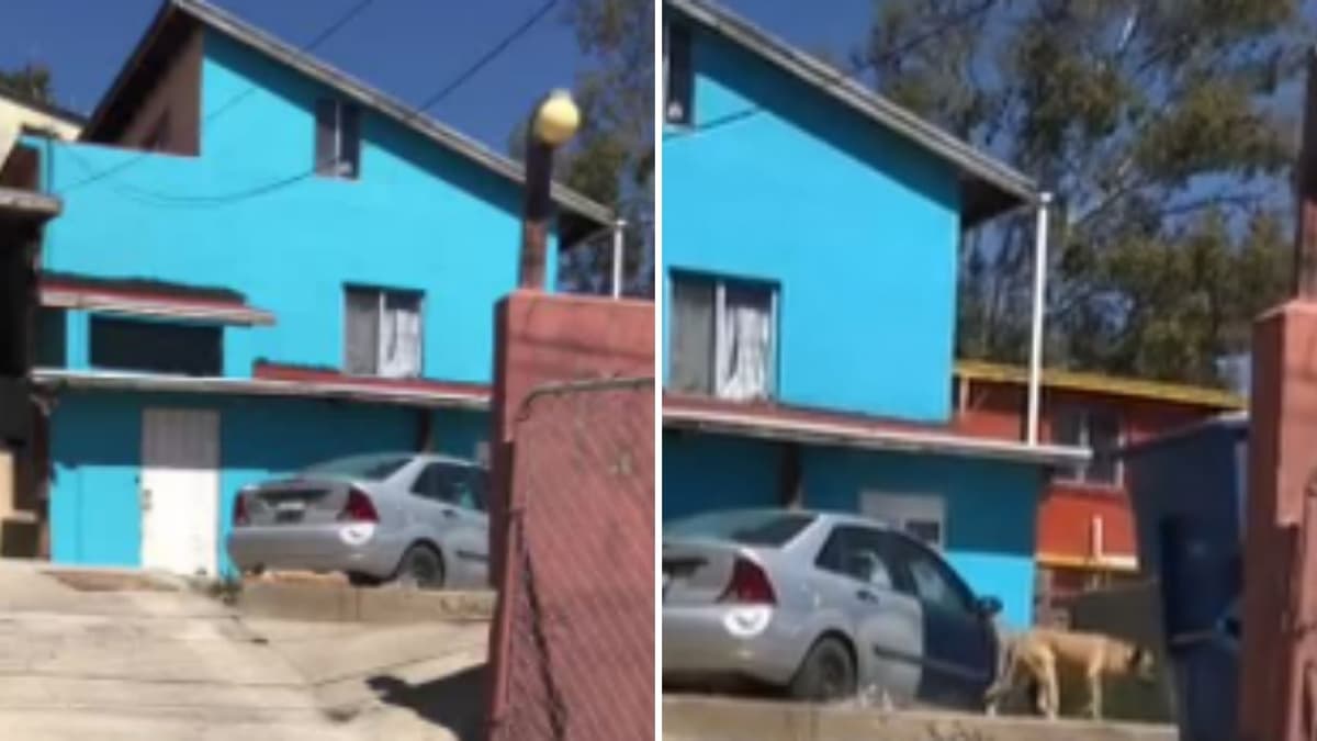 VIDEO: Perrita se va de la casa y se queda con otra familia, huye cuando ve a su antigua dueña