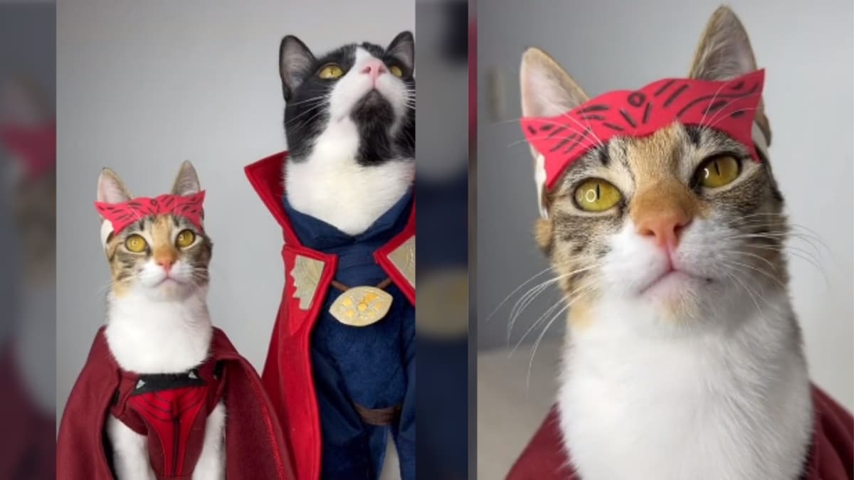 Video: Le confecciona trajes de Dr. Strange y Bruja Escarlata a sus gatos