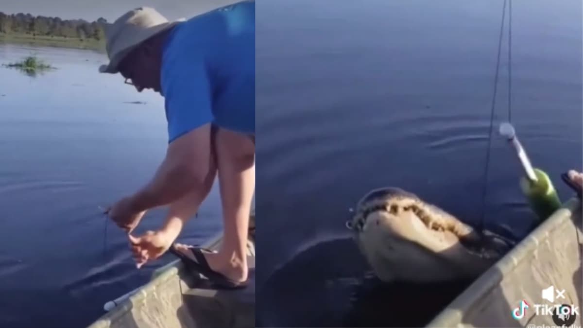 Video: Se sorprende tras atrapar un cocodrilo mientras pescaba en una laguna
