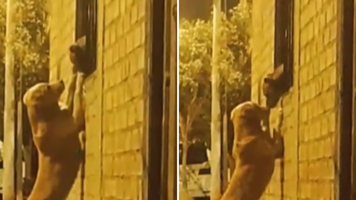VIDEO: Como Romeo y Julieta, perrito va a la ventana de su novia para visitarla