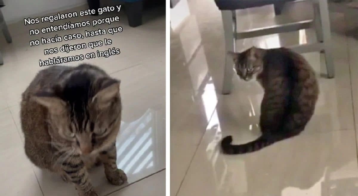 Video: Adopta gatito que solo obedece cuando le hablan en inglés