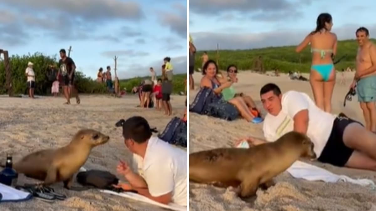 Hombre se queda dormido en la playa, despierta con una foca al lado