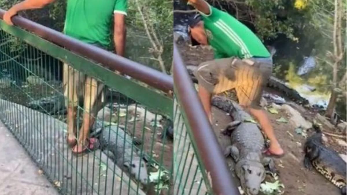 Video: Sujeto ebrio ingresa a zona de cocodrilos y los patea