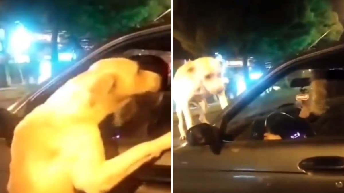 VIDEO: Mujer intenta abandonar a un perrito y este la persiguió 5 cuadras
