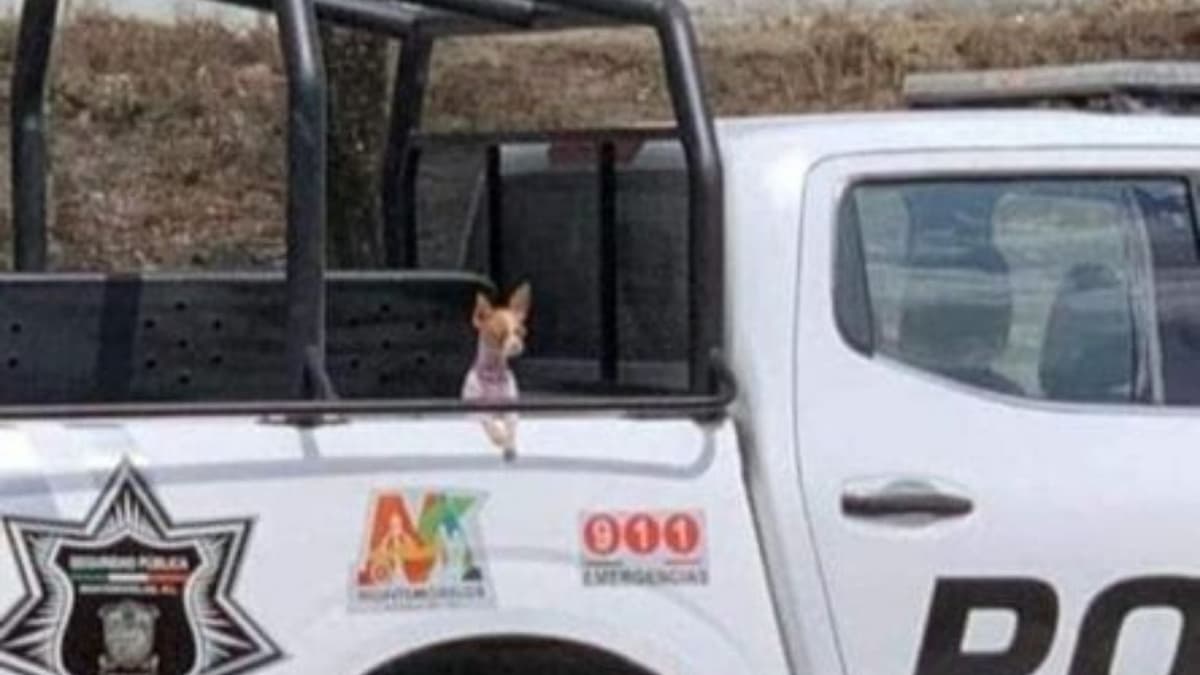 FOTOS: Detienen a una perrita chihuahua por acompañar a su dueña a saquear en Nuevo León