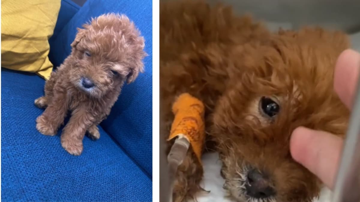 Video: Exhiben venta de perritos pintados