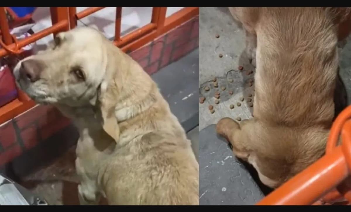 Adoptan a perrita que se hizo viral por "pagar" su comida