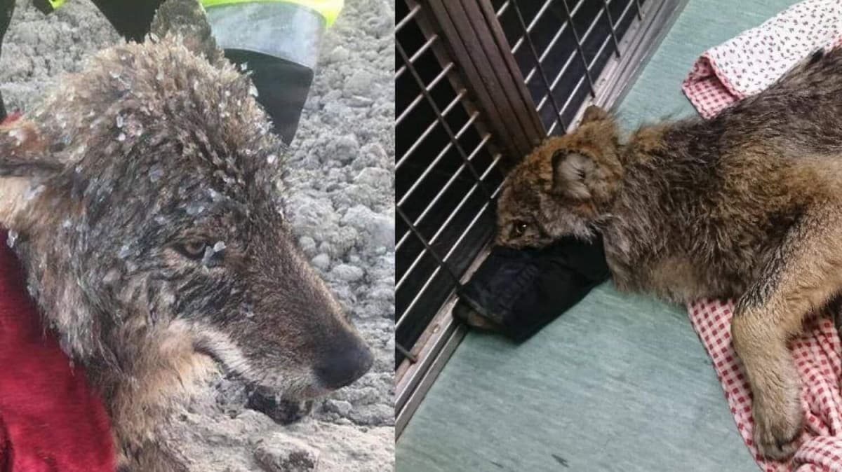 Rescatan a perrito de un lago congelado pero en realidad era un lobo