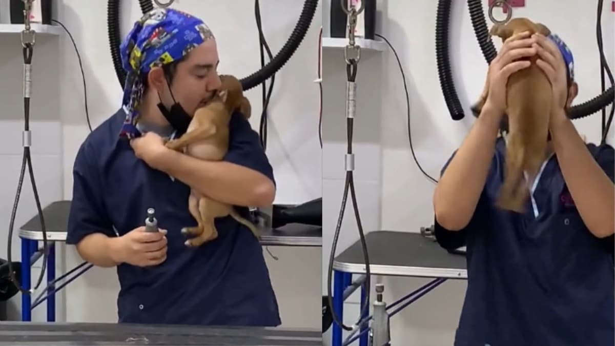 Video: Veterinario "baila" con perritos para que se relajen al cortar sus uñas