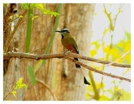 Pájaro Toh, sagrado para los mayas, entra a su cuarto