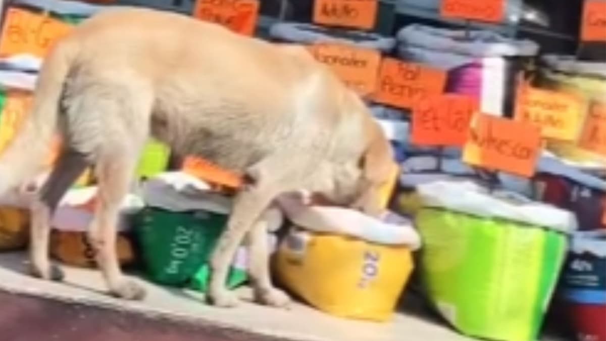 Perro se hace viral por inesperada 'prueba de calidad' a croquetas