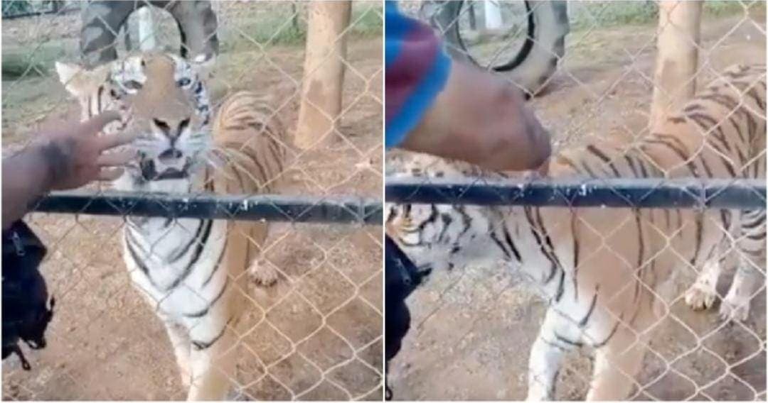 Video: Tigre casi le arranca el brazo a su cuidador en Michoacán