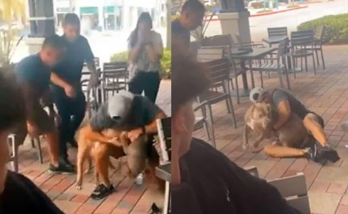 Video: Perro pitbull ataca a chihuahua en restaurante Pet Friendly