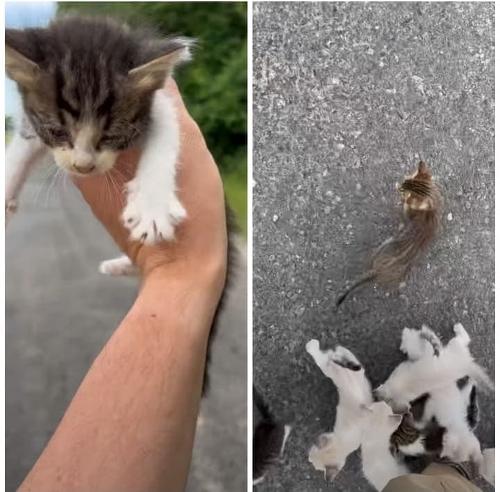 VIDEO: Hombre intenta rescatar a un gatito y es emboscado por más de 10 felinos