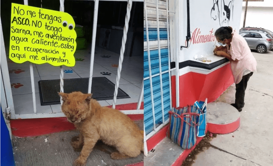 Dueños de gatito herido con agua caliente piden que no le tengan asco ni lo discriminen