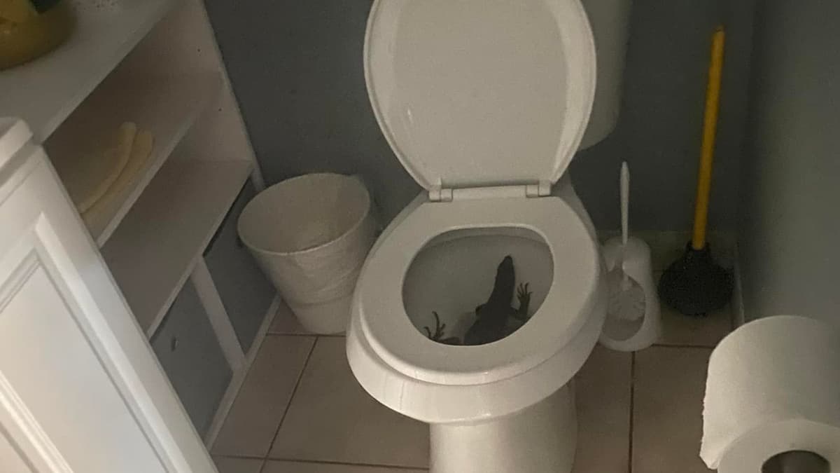 VIDEO: Encuentra una iguana en el inodoro de su baño y se asusta