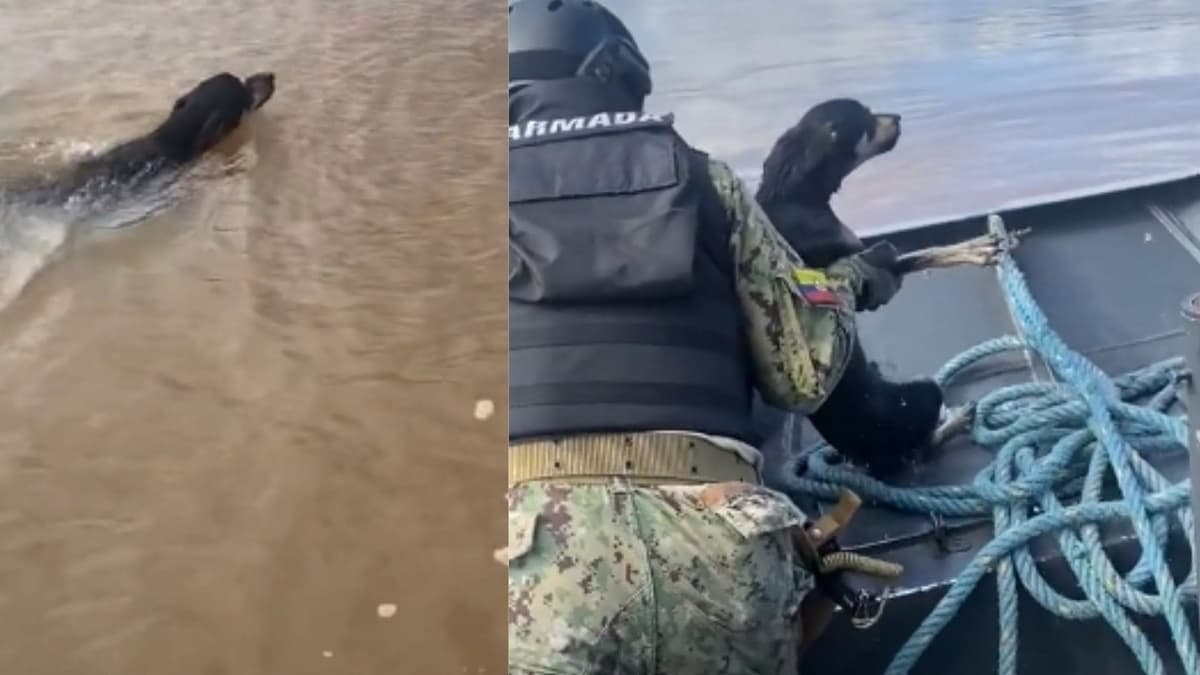 Video: Rescatistas salvan a perrito que fue abandonado en una laguna