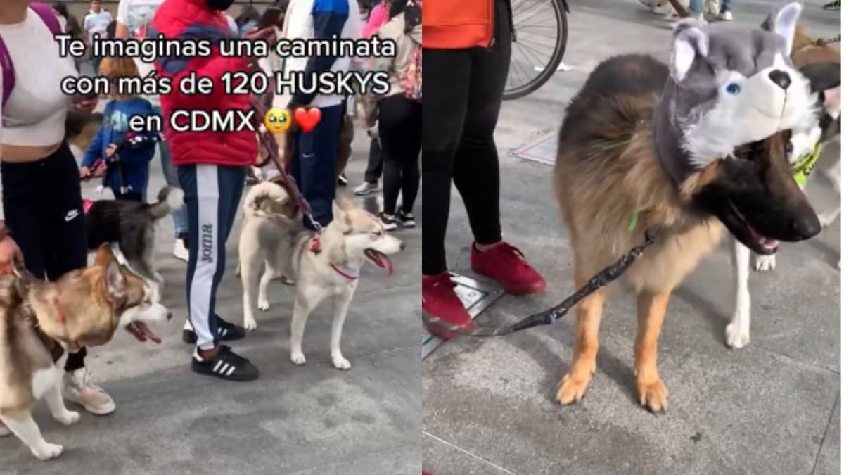 Pastor Alemán se disfraza para participar en caminata exclusiva de huskys