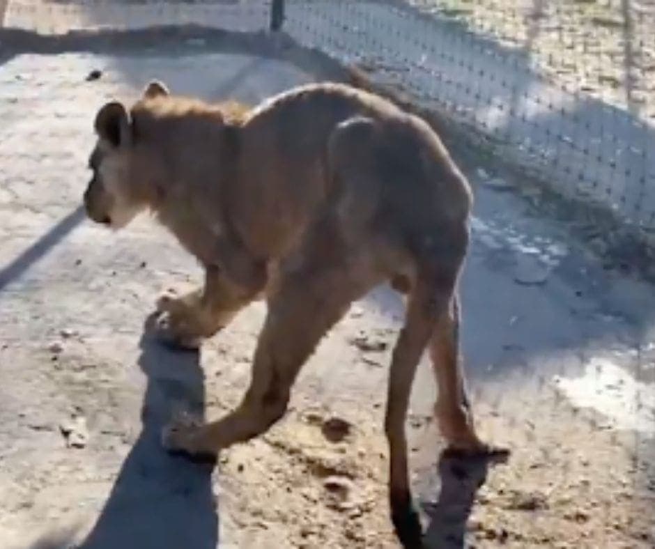 VIDEO: Felinos decomisados a circos por Ley del Partido Verde, mueren de hambre en Black Jaguar-White Tiger