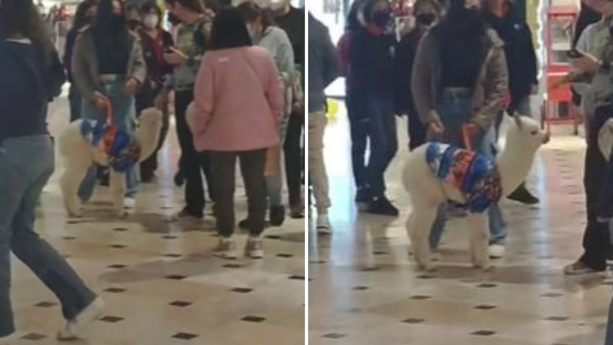 VIDEO: Joven lleva a su alpaca a pasear por un centro comercial y se vuelve viral