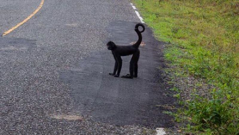 Arrojan mono araña muerto en calle de Playa del Carmen