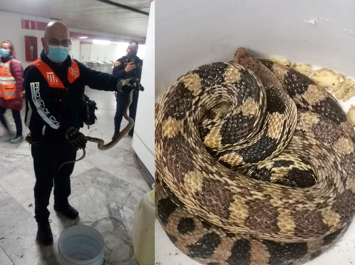 Hallan serpiente de metro y medio en los pasillos del metro de CDMX