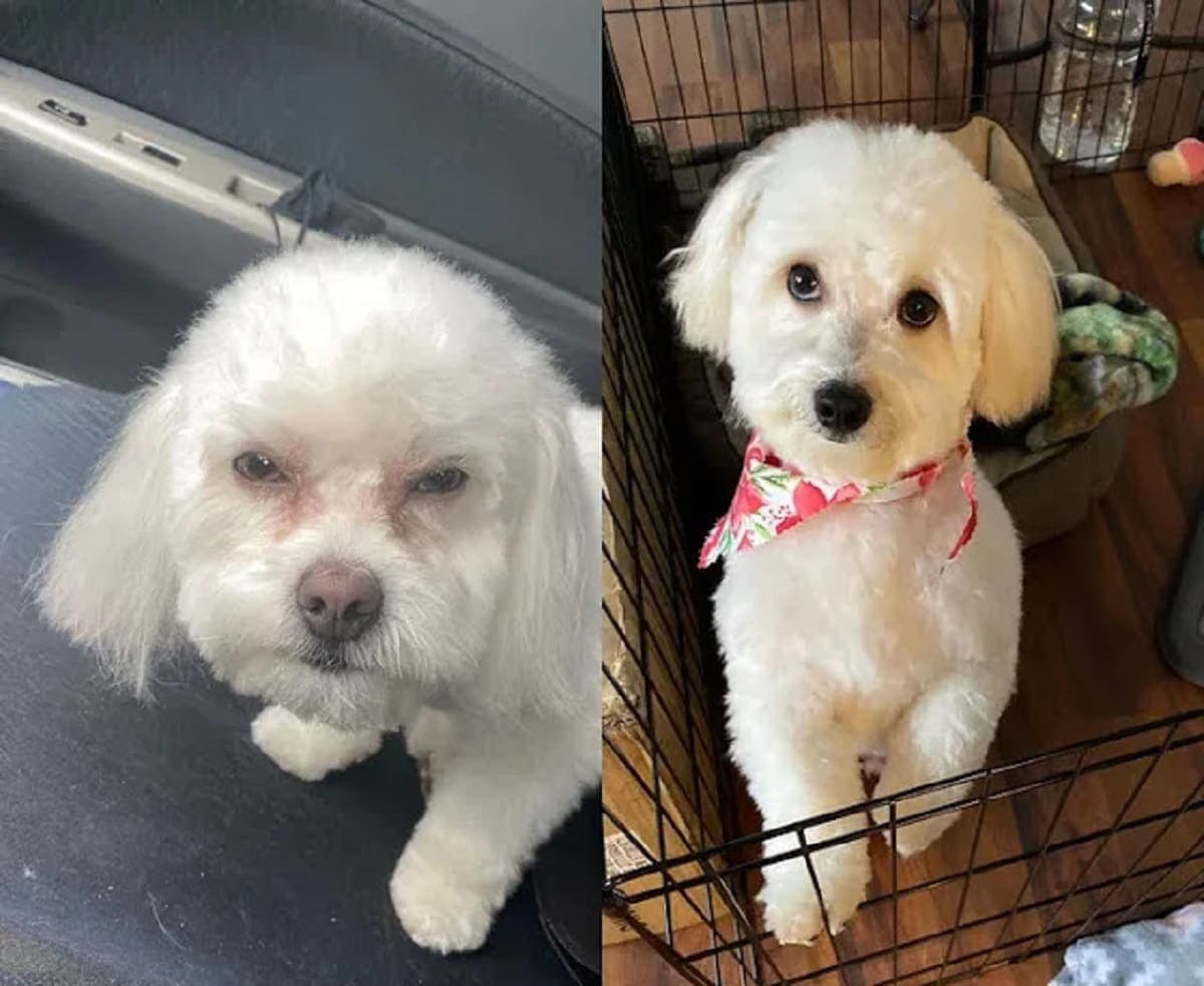 Mujer descubre que recogió al perrito equivocado en peluquería canina porque la "miraba feo"