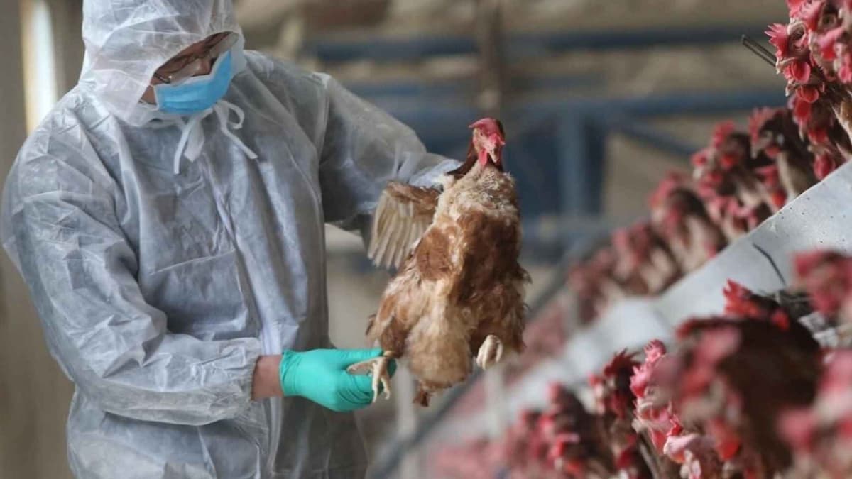 México registra el primer caso de gripe aviar H5N1