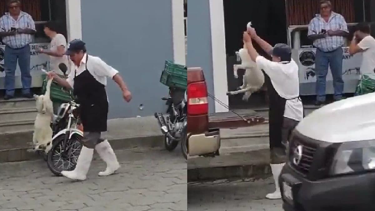 VIDEO: Carnicero le dispara con pistola de balines a perrita callejera en Puebla